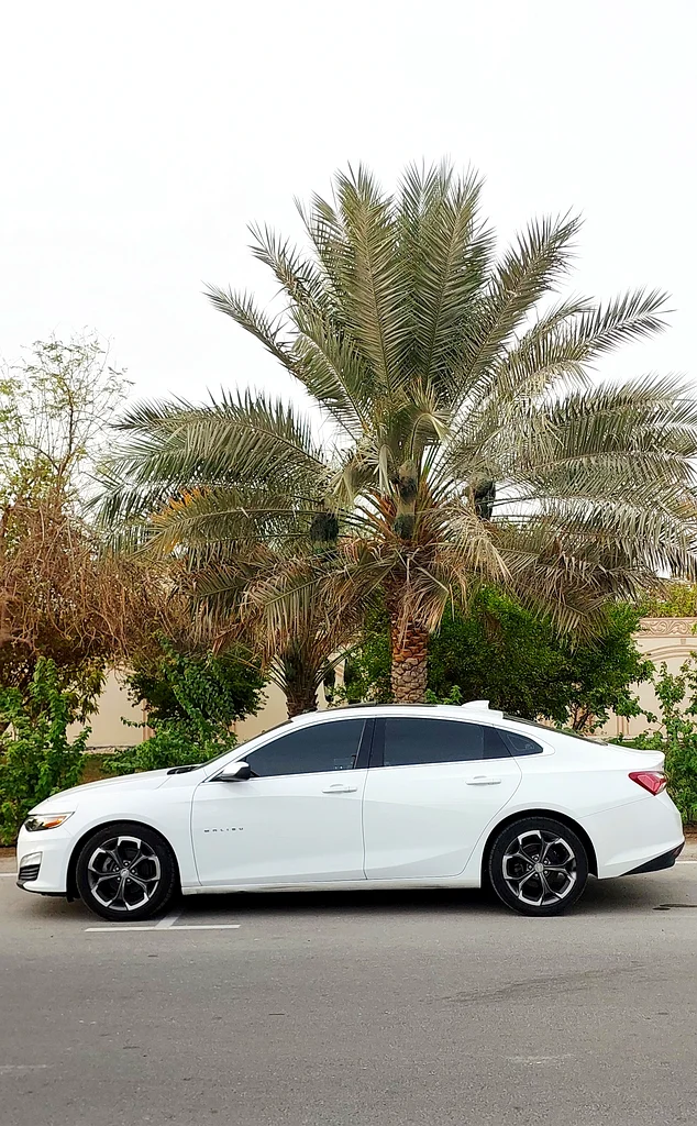 ابوظبي الشامخه63398561115009113