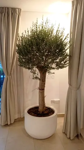 Live Olive Tree in white decorative pot and wood mulch. 170cm - 200cm height
