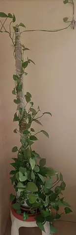 Lush Green Pothos Plant for Your Home Decor