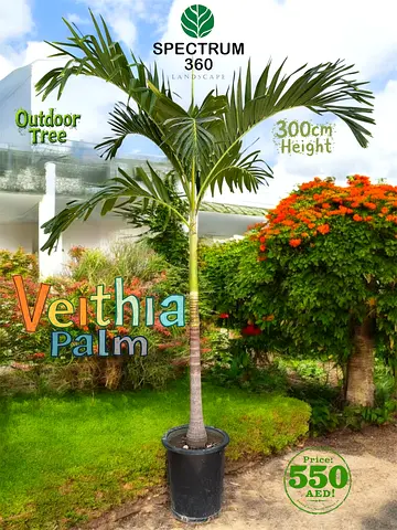 Lush 300cm Veithia Palm Tree for Your Outdoor Oasis