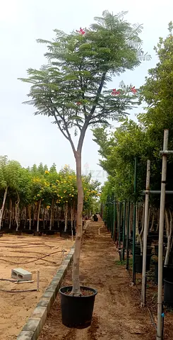 Delonix Tree - 350cm height