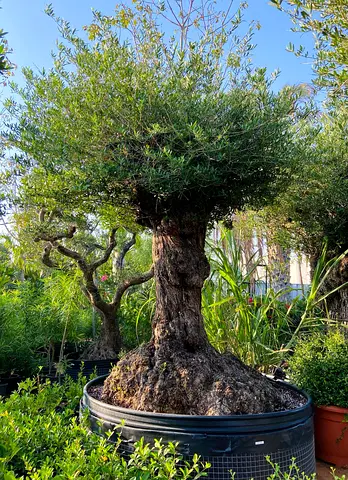 Beautiful Mature Olive Tree for Sale