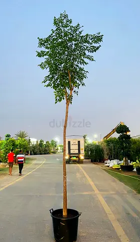 Live Millingtonia Tree for Sale - 350cm height