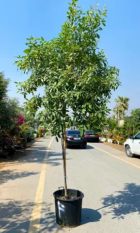 Tabebuia Rosea Tree - 250cm height