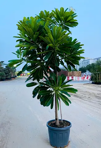 Plumeria Tree - 250cm height