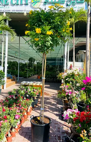 Tecomastan Tree - 270cm height