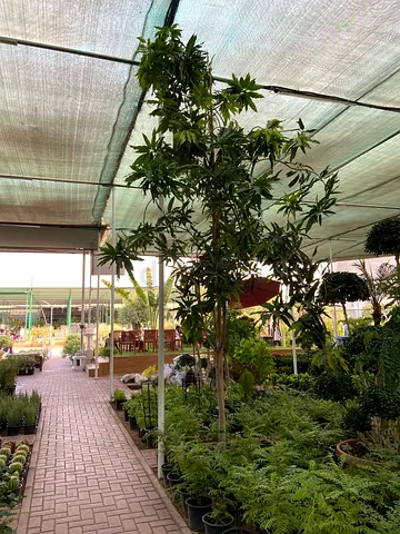 Mango Tree - 400cm height