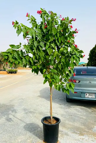 Jatrofa Tree - 200cm height