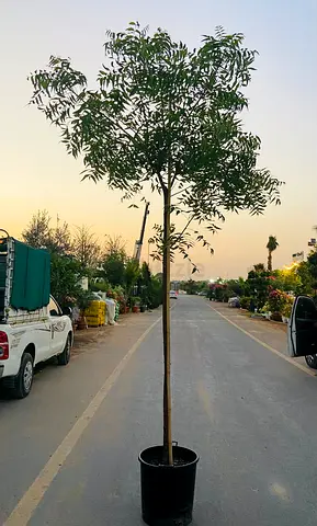Neem Tree - 300cm height