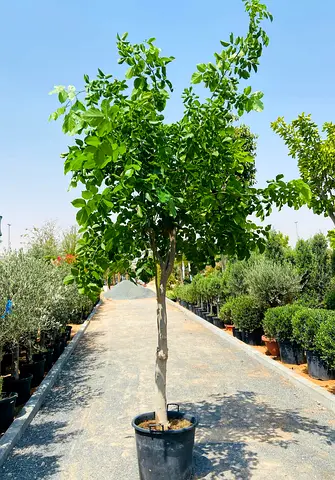 Pongamia Tree - 220cm height