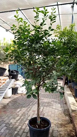 Lemon Tree ~  Brazilian ~ 2/2.2m