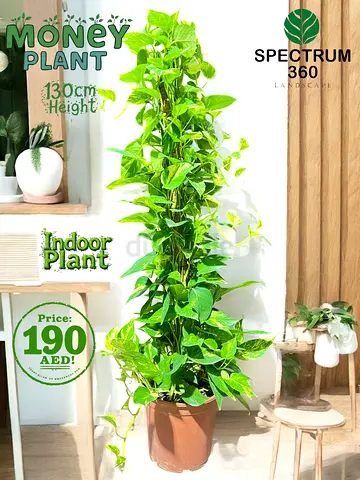 Live Indoor Money Plant - 130cm height