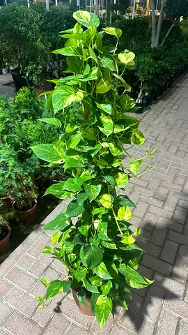 Money Plant ~ 120/140 cm