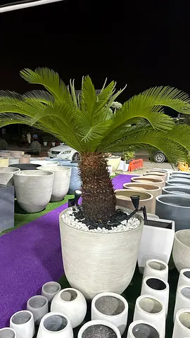 Exquisite Potted Palm for Your Garden or Indoor Space
