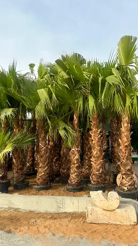 Palm Tree for a Tropical Touch in Your Garden