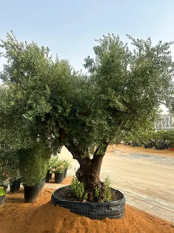 Stunning Olive Tree for Your Garden