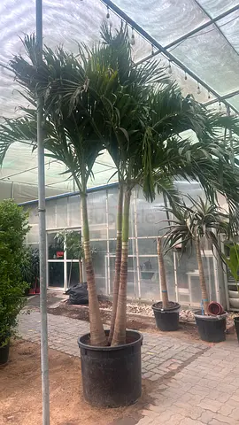 Elevate Your Space with a Stunning Palm Tree