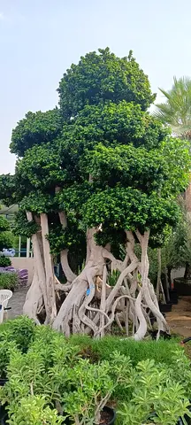 Twisted Majesty – Mature Ficus Tree with Sculptural Trunks