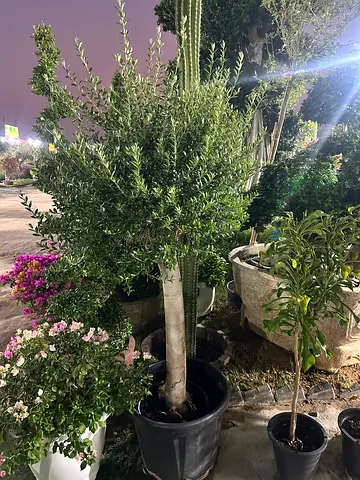 Spanish Olive Elegance – Hardy Mediterranean Tree