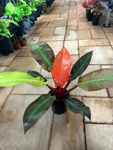 Philodendron ‘Prince of Orange’ – Rare Tropical Beauty with Color-Changing Leaves