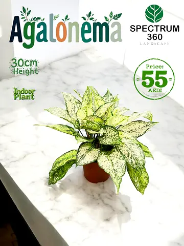 Live Aglaonema Indoor Plant - 30cm Height