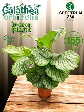 Live Calathea Orbifolia Indoor Plant - 60cm height