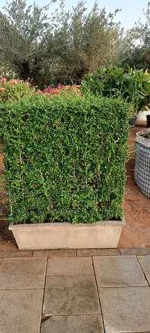 Erithia Wall Shape Plant – 1m x 1m — Thailand