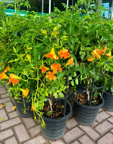 Trumpet Vine (Campsis radicans) – Fast-Growing Flowering Climber for UAE Gardens