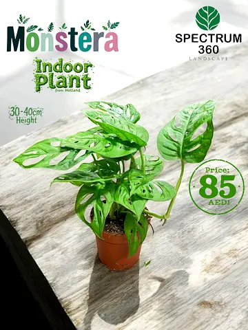 Live Monstera Indoor Plant - 40cm height