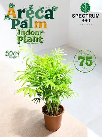 Live Parlor Palm Indoor Plant From Holland - Perfect for Home or Office - 50cm height
