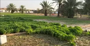 Agricultural Land for Rent – 415,000 Sq.Ft. in Tawi Al Murrqquab