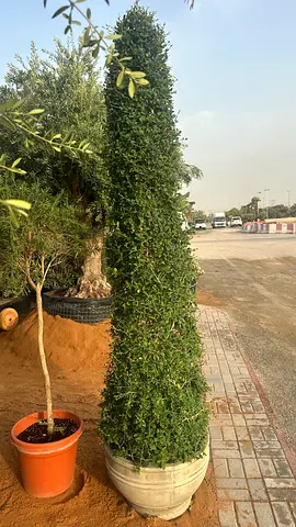 Ehretia Microphylla (Thailand Topiary) – Premium Outdoor Plant