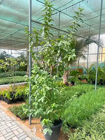 Guava Tree (Psidium guajava) ~ شجرة الجوافة