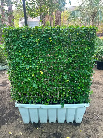 Erithia Wall Shape 1*1 m ~ Local