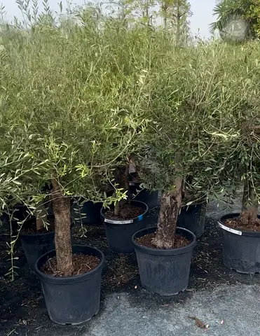 Spanish Olive Tree | Elegant Shape | Low Maintenance | Perfect for UAE Gardens ~ 1.2/1.5m