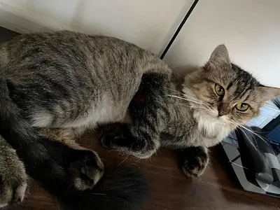 Free adoption, lovely cat looking for a beautiful family