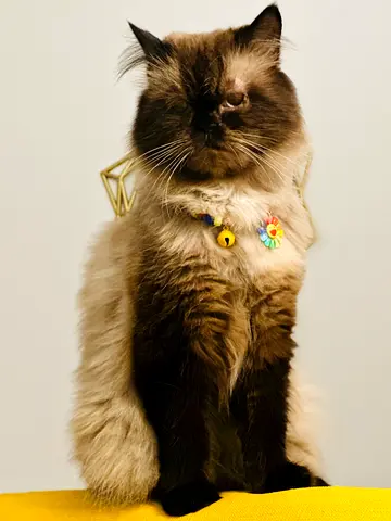 Super friendly Himalayan cat looking for a loving home