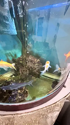 Aquarium / corner shape with accessories