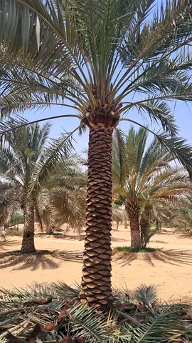 Date Palm Tree – Healthy, Mature  Ready for Planting