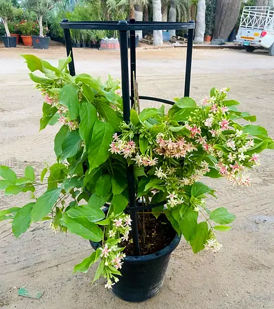 Rangoon Creeper – Fragrant Tropical Climber