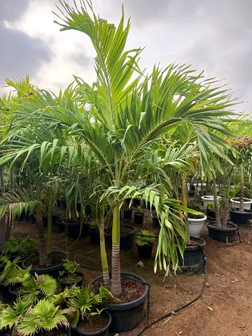 Elegant Tropical Palm with Slender Trunk