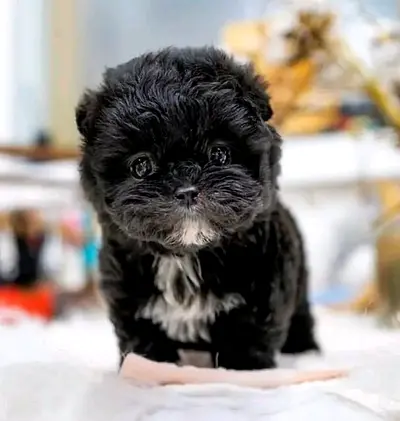 Adorable Black Puppy Looking for a Loving Home!