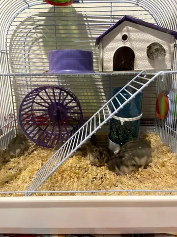 Adorable Hamsters Seeking a Loving Home