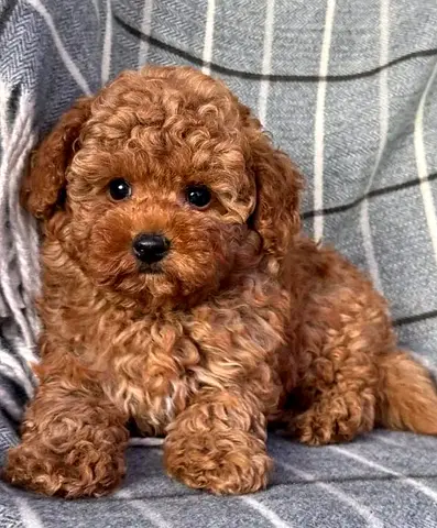 Adorable Toy Poodle Puppy Looking for a Loving Home