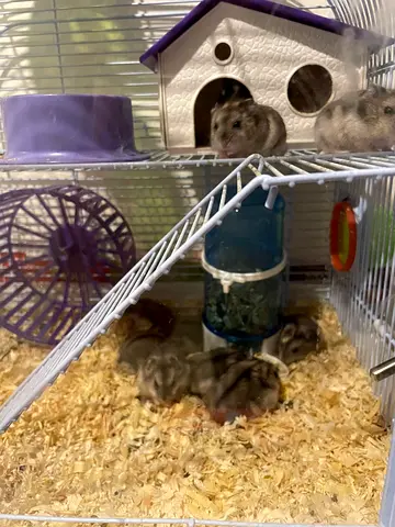 Adorable Hamsters Seeking a Loving Home