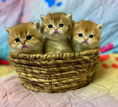 Adorable Kittens Up for Adoption!
