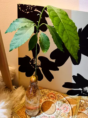Healthy Avocado tree with many roots leaves -growing 3 months plant amiri palm angels balmain omega