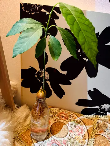 Healthy Avocado tree with many roots leaves -growing 3 months plant amiri palm angels balmain omega