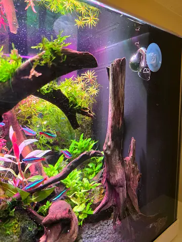 unused ADA JAPAN CO2 drop checker with Indicator.