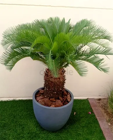 Beautiful Live Cycas Palm Plant in Stylish Fiber Pot, Indoor/Outdoor Plant